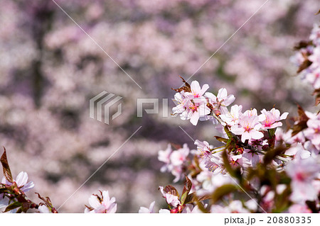 満開のサクラ 20880335