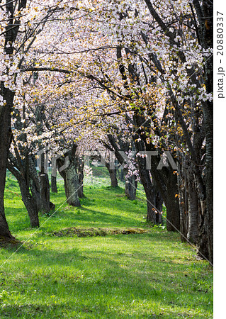 桜が満開の公園 20880337