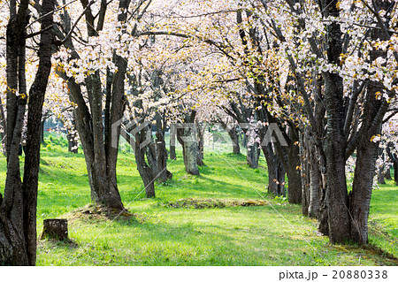 桜が満開の公園 桜が満開の公園 20880338