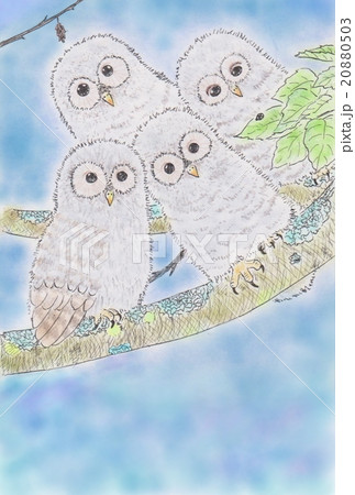 ふくろうきょうだい 20880503