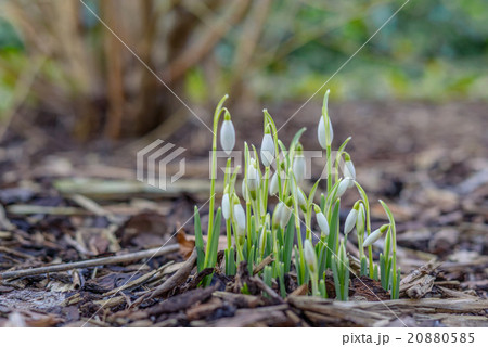 Snowdrop flowers in the springtime 20880585