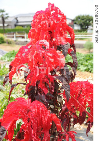 紅いハゲイトウ 20880760