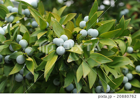 ナギの実 ナギの実 20880762