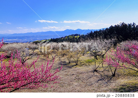 箕郷梅林展望 20880838