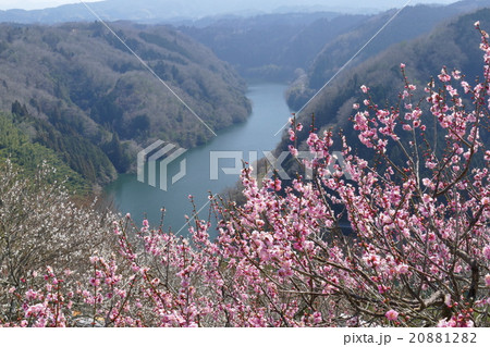 奈良　月ケ瀬梅渓 20881282