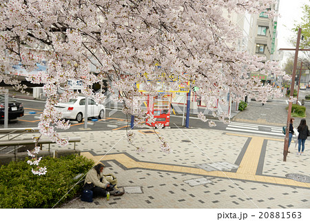 桜 ソメイヨシノ 春 コピースペース ホームレス 桜 ソメイヨシノ 春 コピースペース ホームレス 20881563
