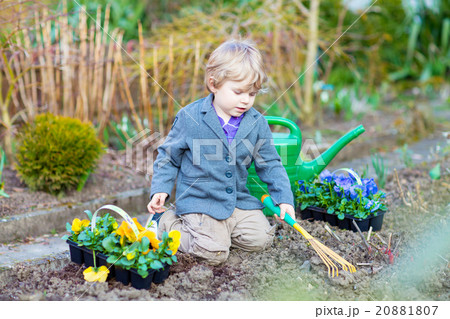 Little boy gardening and planting flowers in Little boy gardening and planting flowers in 20881807