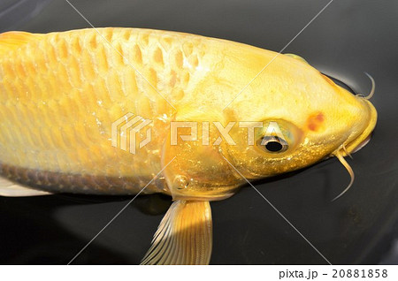 金色の鯉のアップ 黒バックの写真素材 1858