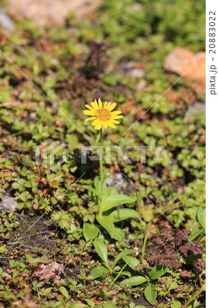 ウサギギク 20883022