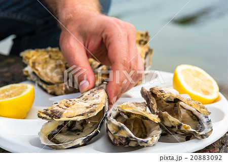 Male hand holding oysters 20883092