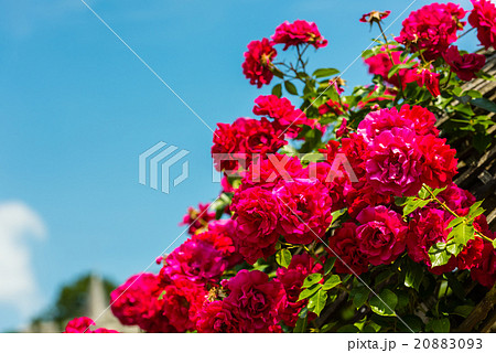 Bush of beautiful roses in a garden 20883093