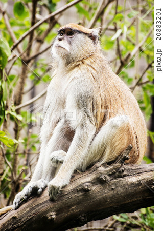 Patas monkey - Erythrocebus patas Patas monkey - Erythrocebus patas 20883201