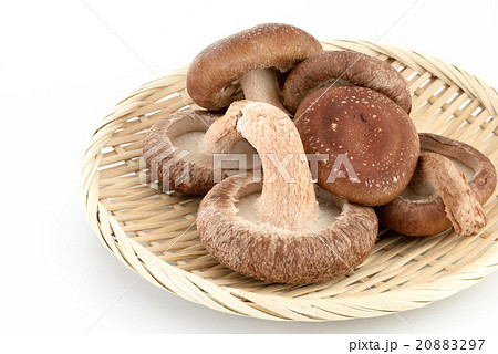 椎茸 20883297
