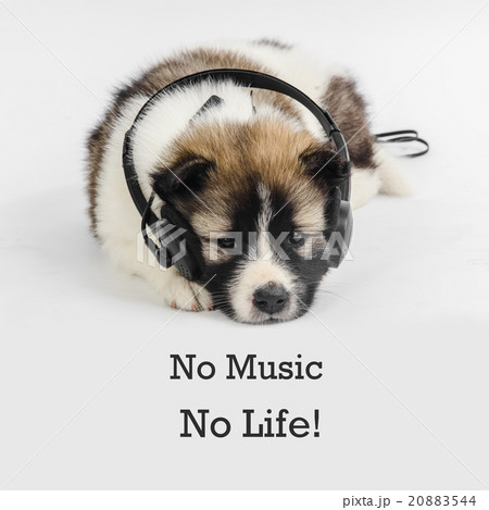 Puppy dog with headphones listening to music 20883544