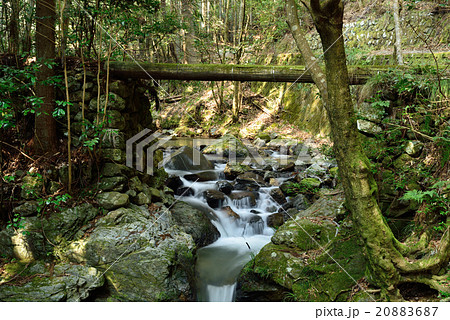 森の中の丸木橋の写真素材 8687