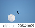 月を越えて 20884009