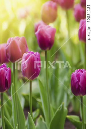 Violet tulip flowers 20884181