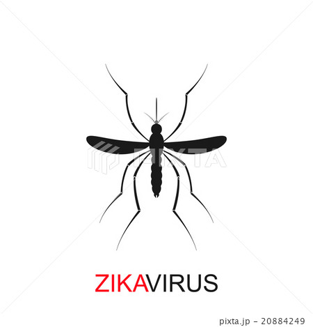 Zika mosquito vector. Virus alert. Aedes Aegypti Zika mosquito vector. Virus alert. Aedes Aegypti 20884249