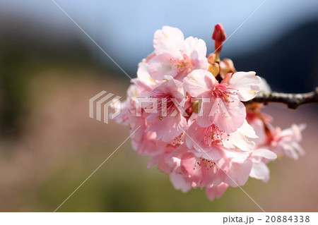 桜 20884338