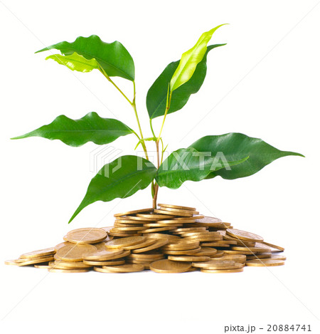 Green tree growing from the coins Green tree growing from the coins 20884741