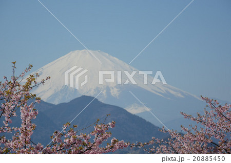 河津桜と富士山 河津桜と富士山 20885450