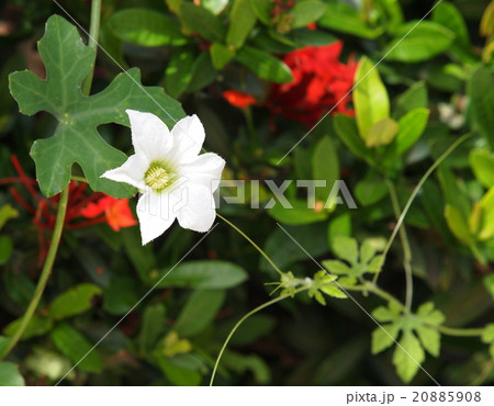 white ivy gourd flowers in green home garden white ivy gourd flowers in green home garden 20885908