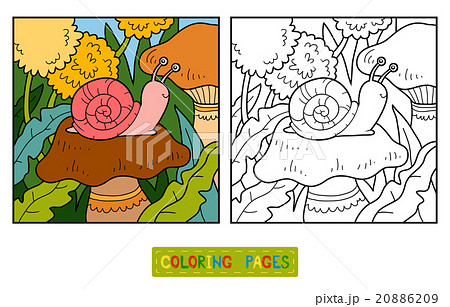 Coloring book (Snail and background) Coloring book (Snail and background) 20886209