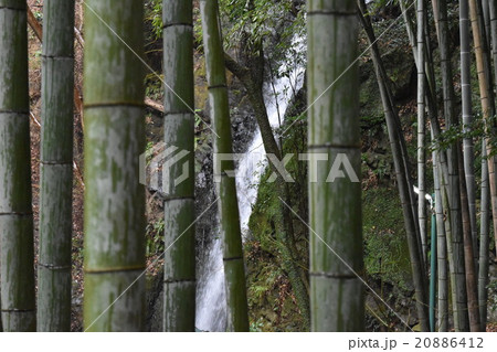 竹の合間の湯河原の不動滝（横） 20886412