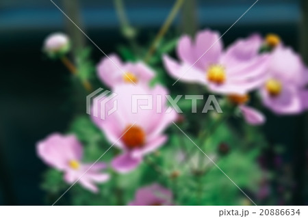 Blur Background Pink Cosmos Flower Blur Background Pink Cosmos Flower 20886634
