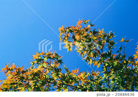 red green yellow maple leafs over the blue sky red green yellow maple leafs over the blue sky 20886636
