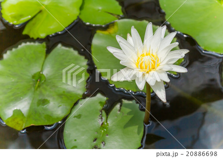 Beautiful White Lotus Flower 20886698
