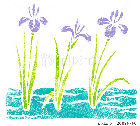 水辺の花 花菖蒲 カキツバタ アイリス 手描き のイラスト素材 6760
