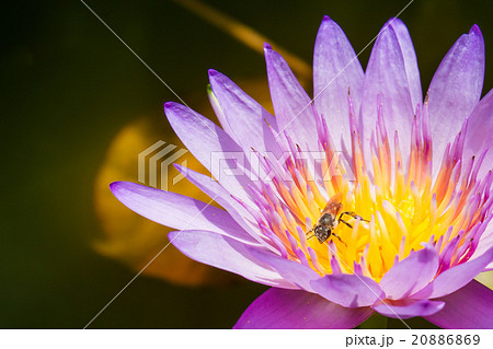 Purple Lotus With Bees 20886869