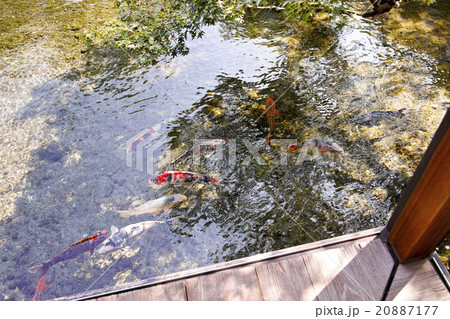 島原 湧水庭園 四明荘 20887177