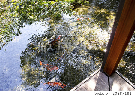 島原 湧水庭園 四明荘 島原 湧水庭園 四明荘 20887181