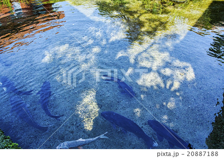 島原 湧水庭園 四明荘 20887188