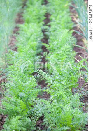 Carrot garden Carrot garden 20887674