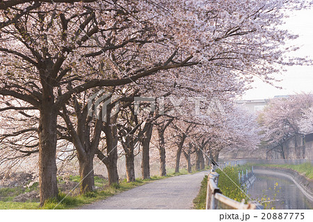 桜の道の写真素材 7775