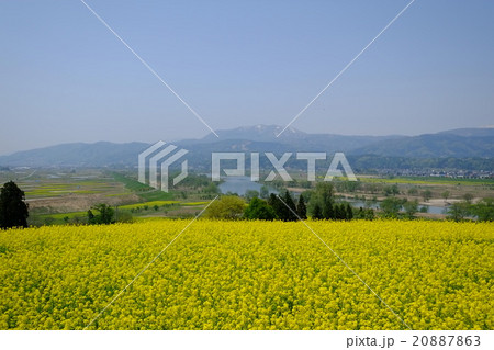 飯山菜の花と千曲川と斑尾山（横広角） 20887863