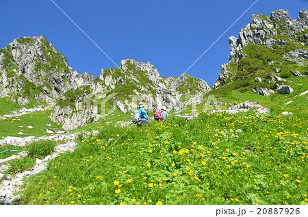 快晴の千畳敷カールを登る登山客の列とシナノキンバイ 20887926