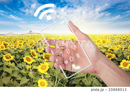Hand holding cell phone with wi-fi field sunflower 20888013