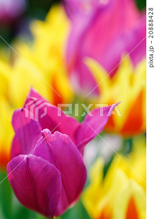Tulips Tulips 20888428