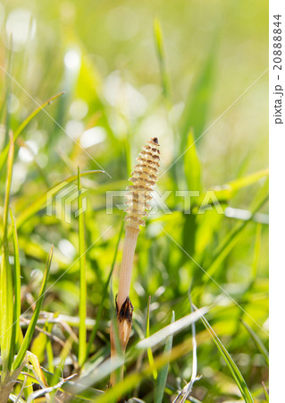 つくし(土筆) つくし(土筆) 20888844