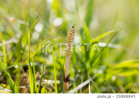 つくし（土筆） 20888845