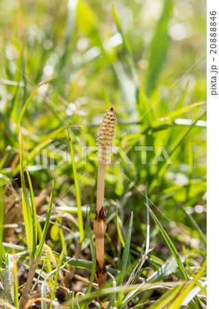 つくし(土筆) つくし(土筆) 20888846