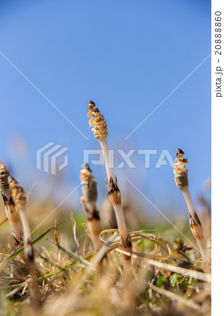 つくし(土筆) つくし(土筆) 20888860