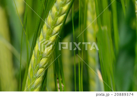 Green wheat in the field. 20889374