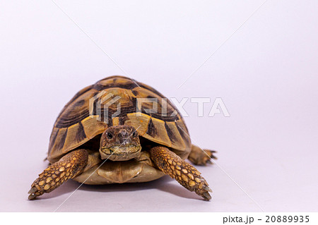 ヘルマン陸亀 20889935