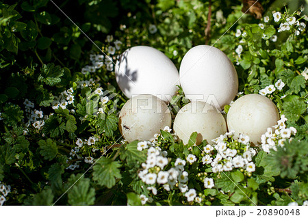 コールダックの卵 20890048