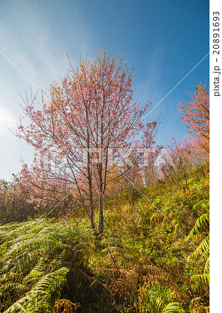 Wild Himalayan Cherry flower (Prunus cerasoides) Wild Himalayan Cherry flower (Prunus cerasoides) 20891693